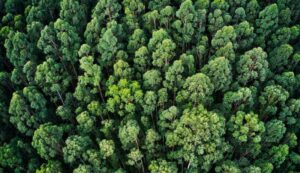 responsabilidade social